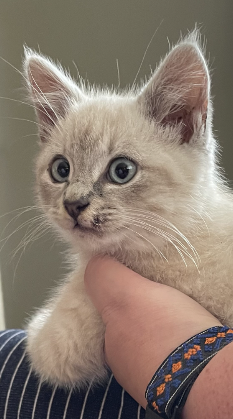 Puffs the cat, all grown up and happy in his new home